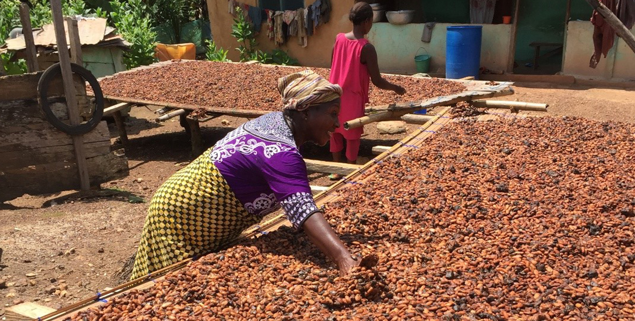 Usaid Hersheys And Ecom Help Cocoa Farmers Increase Production 
