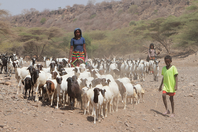 Pastoral communities in Afar, Ethiopia, where USAID piloted the communal land certification program that has been scaled in Borena. Credit: Antonio Fiorente.