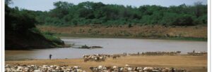 A large herd of cattle stands near a river bend.