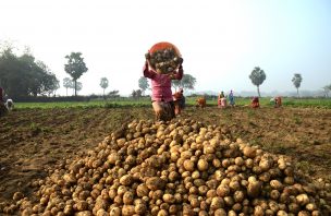 farmer with potatoes