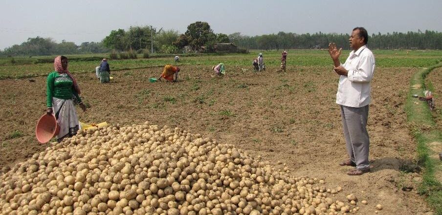 Indian farmers in field with pile of potatoes