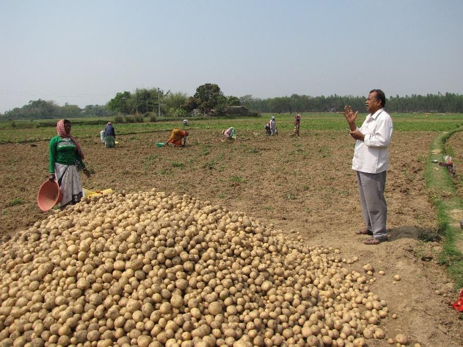 Indian farmers in field with pile of potatoes