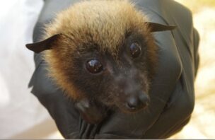 Madagascar fruit bat (Pteropus rufus). Photograph by Cara Brook.