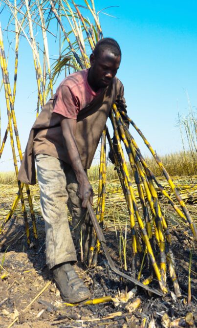 A man harvests sugarcane in his fields. 

Credit: Sandra Coburn.