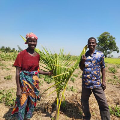 After receiving land use rights, Jubeda Mariano Mucufu, 35, and her husband Orlando Joao Abuque, 45, are producing coconuts for agroforestry company Grupo Madal in Zambezia, Mozambique. Photo credit: Thais Bessa/ILRG.