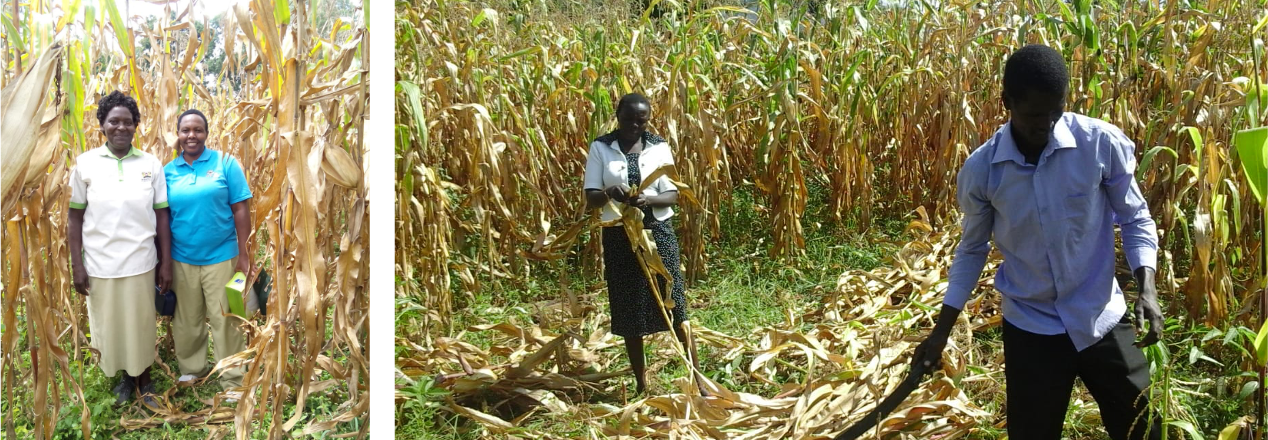 Split image - left side features two women posing together in a corn field. Right image features a man and woman taking crop samples in a corn field.
