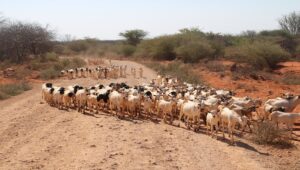 A large herd of goats walks down a dirt road toward the photographer.