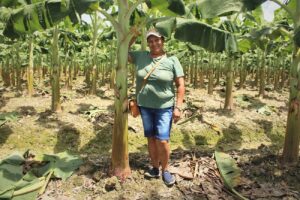 a woman stands among a field of plantain trees