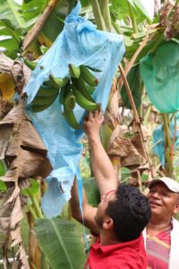 two men harvesting plantains