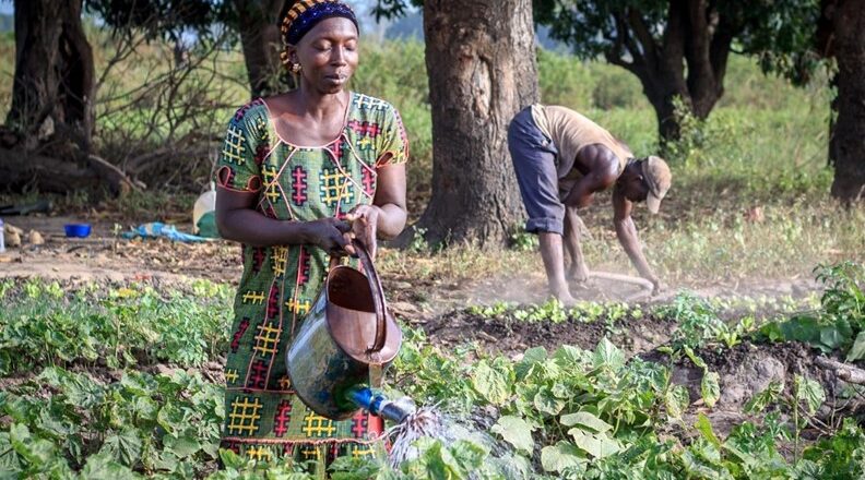 A woman uses a watering can to water a field of green vegetables.