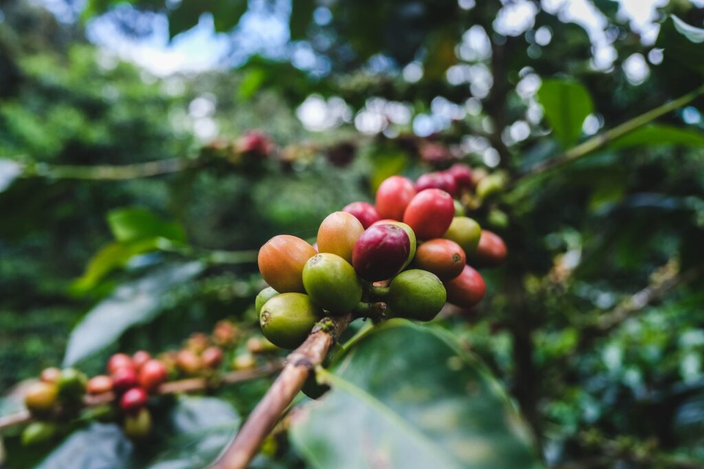 a branch of a coffee plant