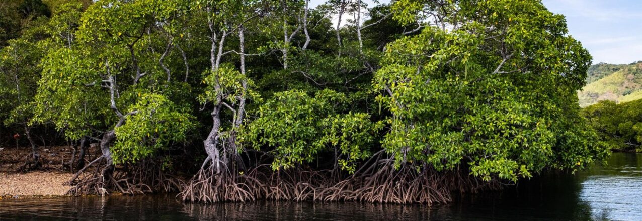 Image of mangrove trees above a waterway as seen from a boat.