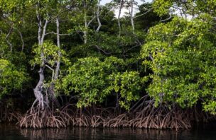Image of mangrove trees above a waterway as seen from a boat.