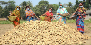 The Business Case for Women’s Economic Empowerment in PepsiCo’s Potato Supply Chain in West Bengal: Key Results and Recommendations